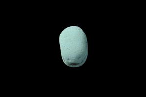 Scarab
Photographer:Yolovitch Yael