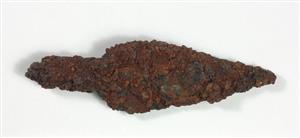Arrowhead  
 Photographer:Yolovitch Yael