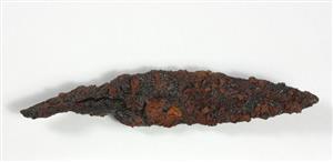 Arrowhead  
 Photographer:Yolovitch Yael