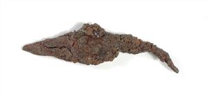 Arrowhead  
 Photographer:Yolovitch Yael
