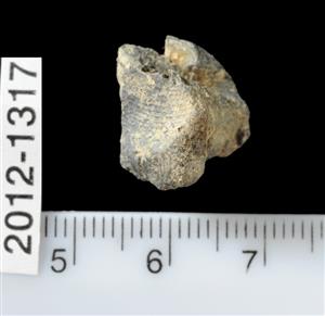 Fragment Bulla
Photographer:Yolovitch Yael