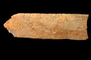 Fragment Spatula
Photographer:Yolovitch Yael