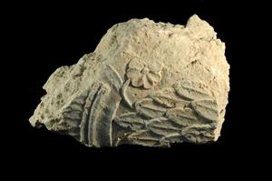 Fragment Architectural Element Decorated in Relief
Photographer:Yolovitch Yael
