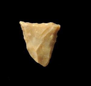 Transversal Arrowhead  
 Photographer:Yolovitch Yael