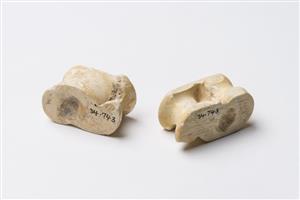 Knuckle Bone  
 Photographer:Meidad Suchowolski