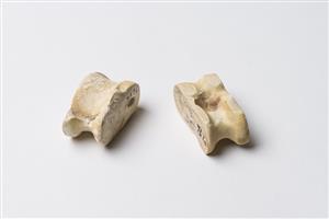 Knuckle Bone  
 Photographer:Meidad Suchowolski