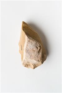 Double Carinated Scraper  
 Photographer:Meidad Suchowolski