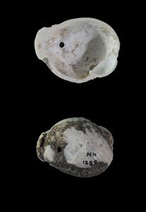 Worked Shell Perforated 
 Photographer:Vladimir Neichin