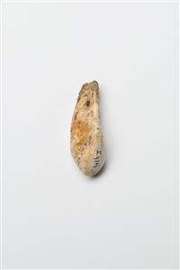 Tooth Pendant   
 Photographer:Meidad Suchowolski