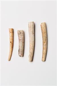 Dentalium  
 Photographer:Meidad Suchowolski