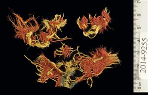 Fragment Textile
 Photographer:Clara Amit