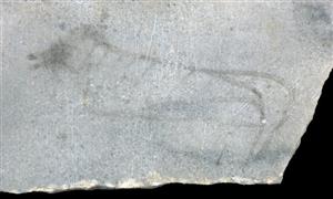 Fragment Slab (use unknown) Painted
Photographer:Clara Amit
