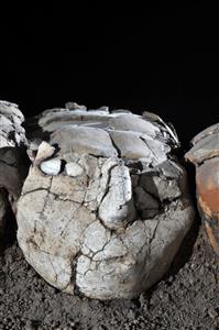 Plastered Human Skull
Photographer:Yolovitch Yael