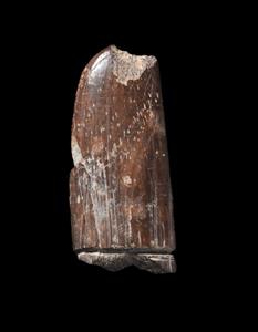 Fragment Sickle Engraved
Photographer:Yolovitch Yael