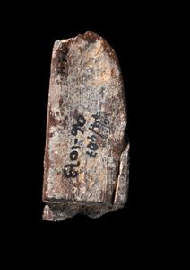 Fragment Sickle Engraved
Photographer:Yolovitch Yael