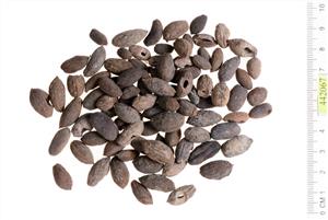 Olive Seeds  
 Photographer:Clara Amit