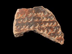 Fragment Vessel Reed Impression  
 Photographer:Yolovitch Yael