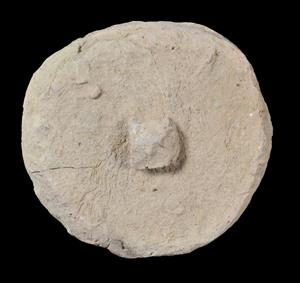 Vessel Lid
Photographer:Yolovitch Yael