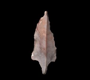 Arrowhead  
 Photographer:Yolovitch Yael