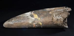 Fragment Tusk Elephant  
 Photographer:Yolovitch Yael