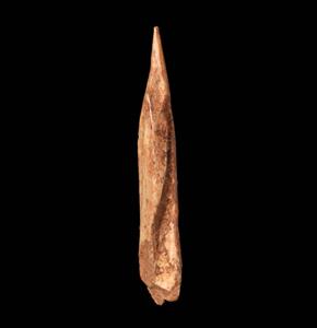 Spear-Head
Photographer:Yolovitch Yael