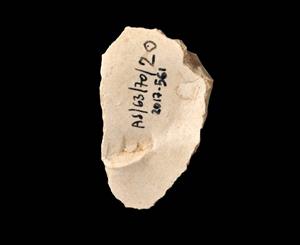 Narrow Carinated Scraper
Photographer:Yolovitch Yael
