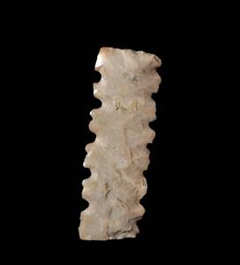 Sickle Blade Denticulated
Photographer:Yolovitch Yael