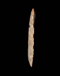 Sickle Blade Denticulated
Photographer:Yolovitch Yael