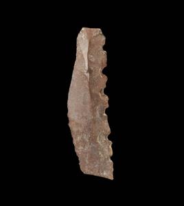 Sickle Blade Denticulated
Photographer:Yolovitch Yael