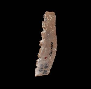 Sickle Blade Denticulated
Photographer:Yolovitch Yael