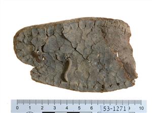 Fragment Sole
Photographer:Clara Amit