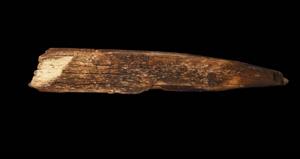 Fragment Sickle
Photographer:Yolovitch Yael