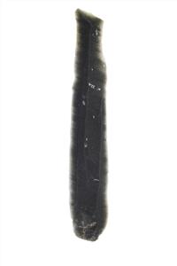 Bladelet
 Photographer:ostrovski ivgen