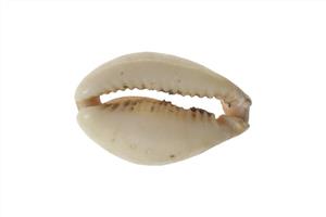 Bead Cowrie
Photographer:ostrovski ivgen