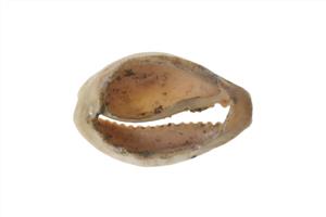 Bead Cowrie
Photographer:ostrovski ivgen