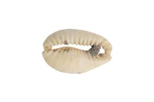 Bead Cowrie
Photographer:ostrovski ivgen