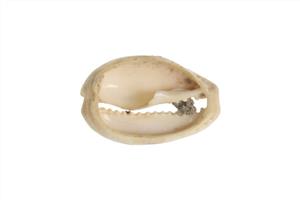 Bead Cowrie
Photographer:ostrovski ivgen