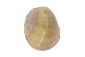 Bead (pierced shell)
Photographer:ostrovski ivgen