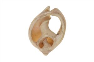 Bead (pierced shell)
Photographer:ostrovski ivgen