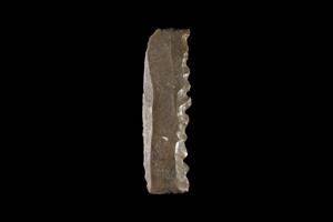 Sickle Blade Denticulated
 Photographer:ostrovski ivgen
