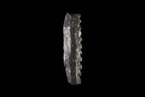 Sickle Blade Denticulated
 Photographer:ostrovski ivgen